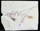 Cretaceous Crusher Fish (Coccodus) - Lebanon #28197-1